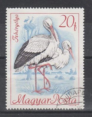 Ungarn Motiv - Vogel Weißstorch ( Ciconia ciconia caudatus ) o