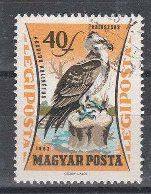 Ungarn Motiv - Vogel Fischadler ( Pandion haliaetus ) o