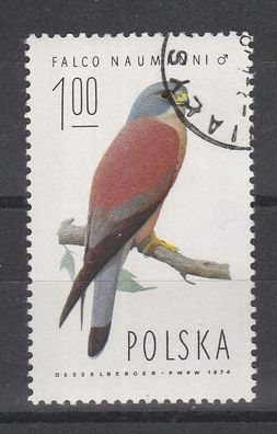 Polen- Motiv - Vogel ( Rötelfalke - Falco naumanni ) o