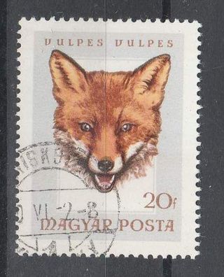 Ungarn Motiv - Rotfuchs ( Vulpus vulpus ) o