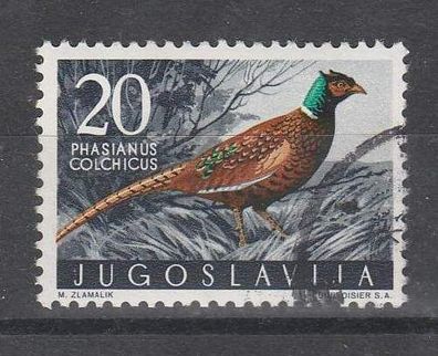 Jugoslawien Motiv - Vogel Jagdfasan ( Phasianus colchicus ) o