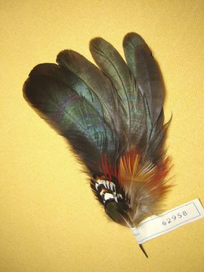 Damenhutfeder Hahnenfedern mit bunt Hutschmuck 15 cm Nr 62958