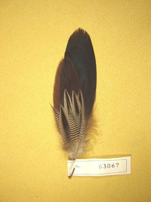 Damenhutfeder Entenfedern mit grau gestreift Hutschmuck 14 cm Art63067