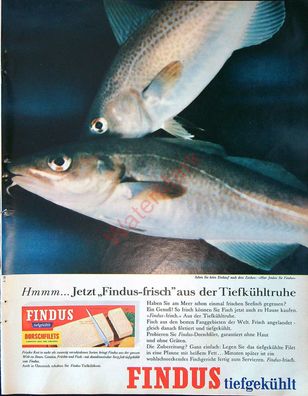 Originale alte Reklame Werbung Findus Tiefkühlost Dorschfilets v. 1963