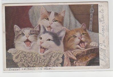 71822 Ak 4 Katzenkinder im Körbchen 1919
