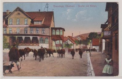 95321 Ak Braunlage im Oberharz - Straße mit Kühen und Hirten 1913