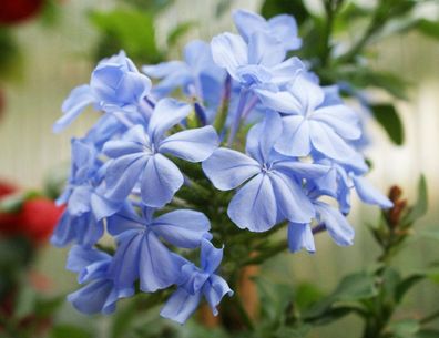 Plumbago blau im 4 Liter Kübel, Bleiwurz, Kübelpflanze, Zierpflanze