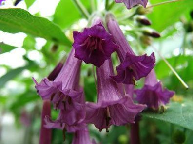 Acnistus x lochroma "Violett" Jungpflanze, Kübelpflanze
