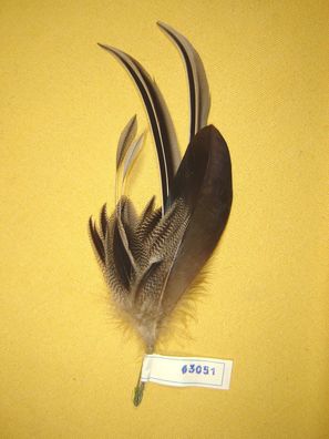 Trachtenhutfeder Dirndlhutfeder Ente mit grau gestreift und coqtip 22 cm Art63051