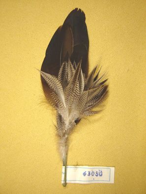 Trachtenhutfeder Dirndlhutfeder Ente mit grau gestreift 17 cm Art63050