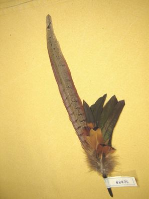 lange Trachtenhutfeder Dirndlhutfeder Hahn-Fasan mit braunem Abschluß 31 cm Art62870N
