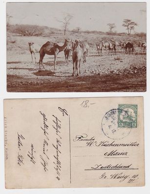 24980 Foto Ak Deutsch Süd West Afrika Namibia Dromedare 1911