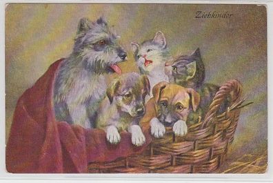 67846 Kitsch Ak Körbchen mit Katzen und Hunde Babys 'Ziehkinder' um 1910