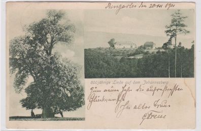 94916 Ak 800jährige Linde auf dem Johannesberg 1901
