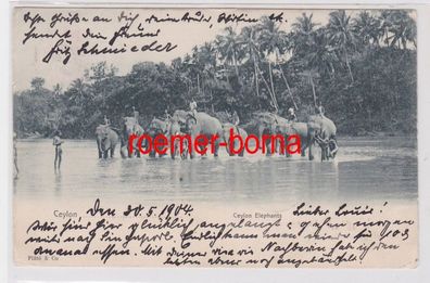 83571 Ak Ceylon Sri Lanka Elephants Elefanten 1904