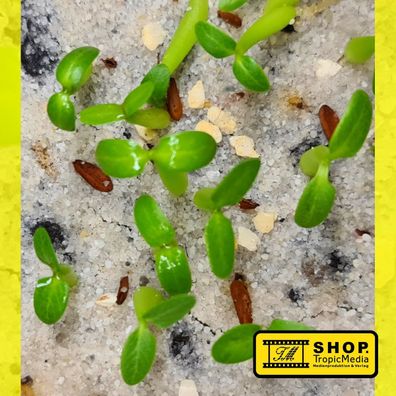 Pachypodium horombense - 10 Samen FRISCH von 2020