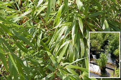 Bambus Fargesia murielae Sonnenschein® - Hobbiebrunkens Heckenbambus 40-60 cm