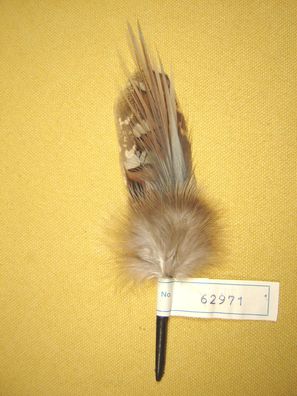 Trachtenhutfeder Fasanfedern braun beige Hutfeder Hutschmuck 18 cm Nr 62971