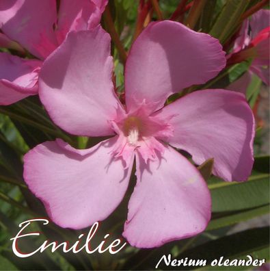Oleander "Emilie" - Nerium oleander - Größe C06 als Halbstamm im Dekotopf