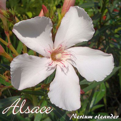Oleander "Alsace" - Nerium oleander - Größe C06 als Halbstamm im Dekotopf