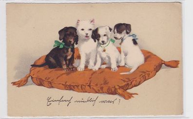 87296 Ak 4 Hundewelpen sitzen auf Kissen 1925