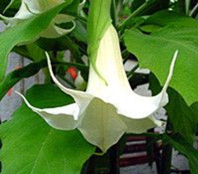 Engelstrompete B. arborea Wildform" Jungpflanze, Kübelpflanze, Zierpflanze
