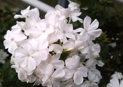 Plumbago Weiß Jungpflanze, Kübelpflanze, Engelstrompete