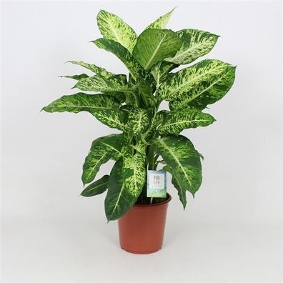 Dieffenbachie Mars 60-70 cm - Dumm Zuckerrohr - Grünpflanze - Zimmerpflanze