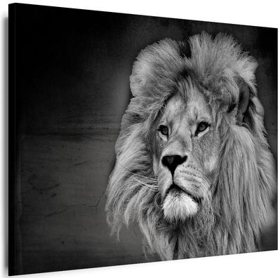 Bilder Tiere Löwe Lion Natur Leinwandbilder Xxl Top!