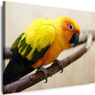 Bilder Leinwand Papagei Vogel Wandbilder Xxl Myartstyle