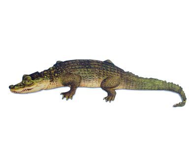 Krokodil bedruckt Brosche Miniblings Anstecknadel Holz Alligator Wasser