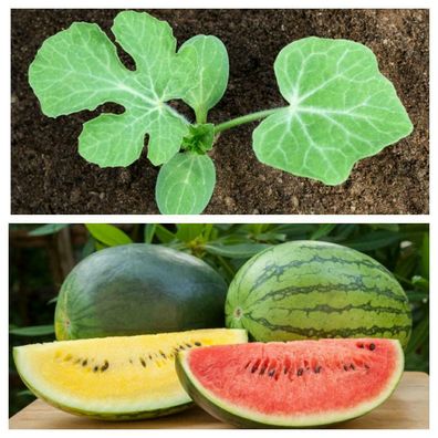 Melonenpflanzen Wassermelone Melone rot/ gelb - Vorbestellung Lieferung im Mai