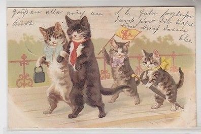 66162 Humor Ak Katzen Familie mit Kindern beim Spaziergang 1902