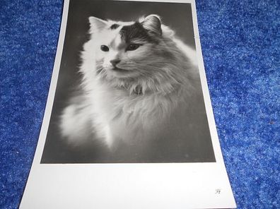 4566 / Ansichtskarte - Katze / Katzenpostkarte