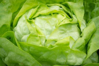 Kagraner Sommer grüner Kopfsalat zur Sommerernte hitzeverträglicher schoßfester Salat