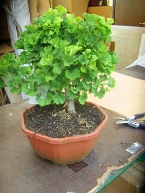 30 Stücke Blaufichte Samen Bonsai Picea Baum Topf Bonsai Hofgarten Bonsai Pflanze Kiefer Für Zu Hause Diy Garten 