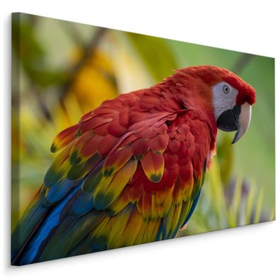 CANVAS Leinwandbild XXL Wandbilder Vogel Papagei bunt Esszimmer 925