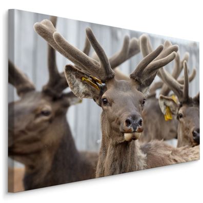 CANVAS Leinwandbild XXL Wandbilder Kunstdruck Büro Reindeere Tiere Natur 1083