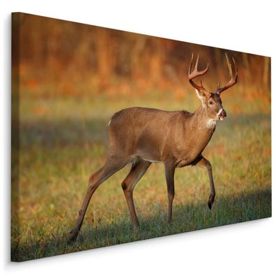 CANVAS Leinwandbild XXL Wandbilder Wohnzimmer HIRSCH Waldtier Natur 1094
