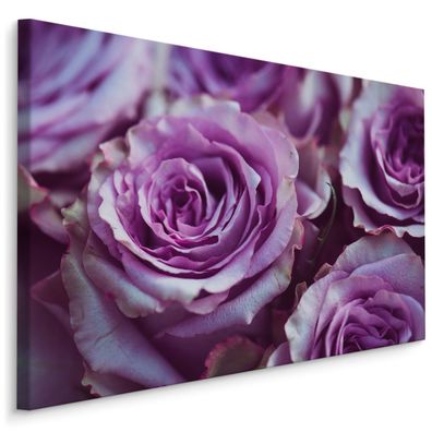 CANVAS Leinwandbild XXL Wandbilder violette ROSEN Blumen 3D Effekt 1436