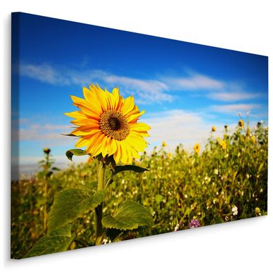 CANVAS Leinwandbild XXL Wandbilder Feld von Sonnenblumen HIMMEL Natur 3D 1812