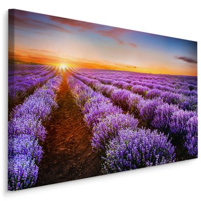 CANVAS Leinwandbild XXL Wandbilder Lavendel bei Sonnenuntergang 307
