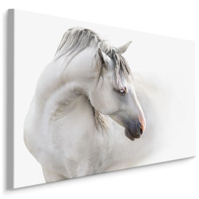 CANVAS Leinwandbild XXL Wandbilder Esszimmer Weißes Pferd Nebel Tier 3D 470