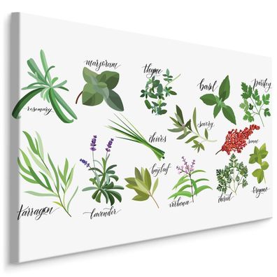 CANVAS Leinwandbild XXL Wandbilder Küche Kräuter Pflanzen Blätter grün 827