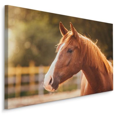 CANVAS Leinwandbild XXL Wandbilder Wohnzimmer PFERD Grün Sonne Natur 473