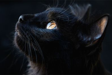 Muralo VLIES Fototapeten Tapeten XXL Schwarze Katze aus der Nähe 3421