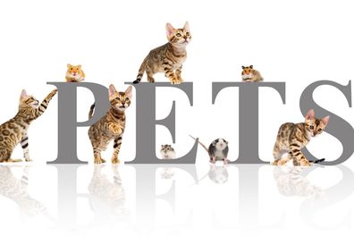 Muralo VLIES Fototapeten Tapeten XXL Jugend KATZEN Hamster Ratte 3441