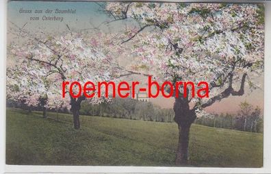 65360 Ak Gruß aus der Baumblut vom Osterberg 1914