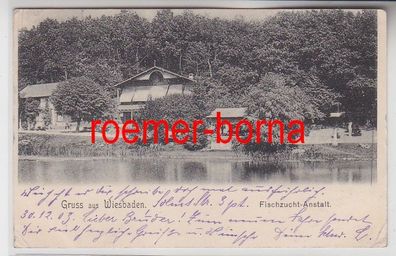 79033 Ak Gruß aus Wiesbaden Fischzucht-Anstalt 1903
