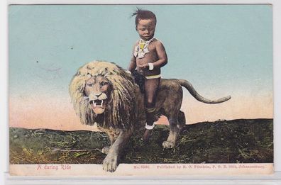 82604 Ak Südafrika A daring Ride Kind reitet auf Löwen 1912